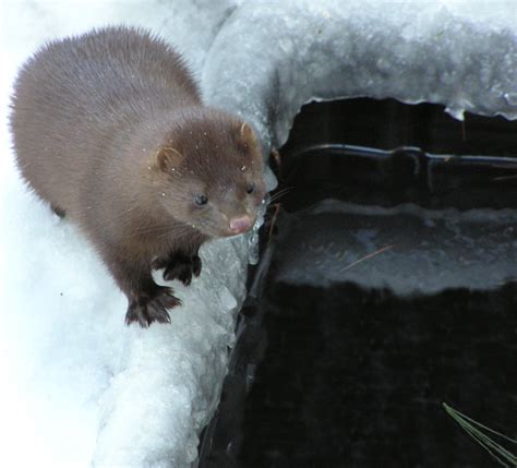 how big are mink.